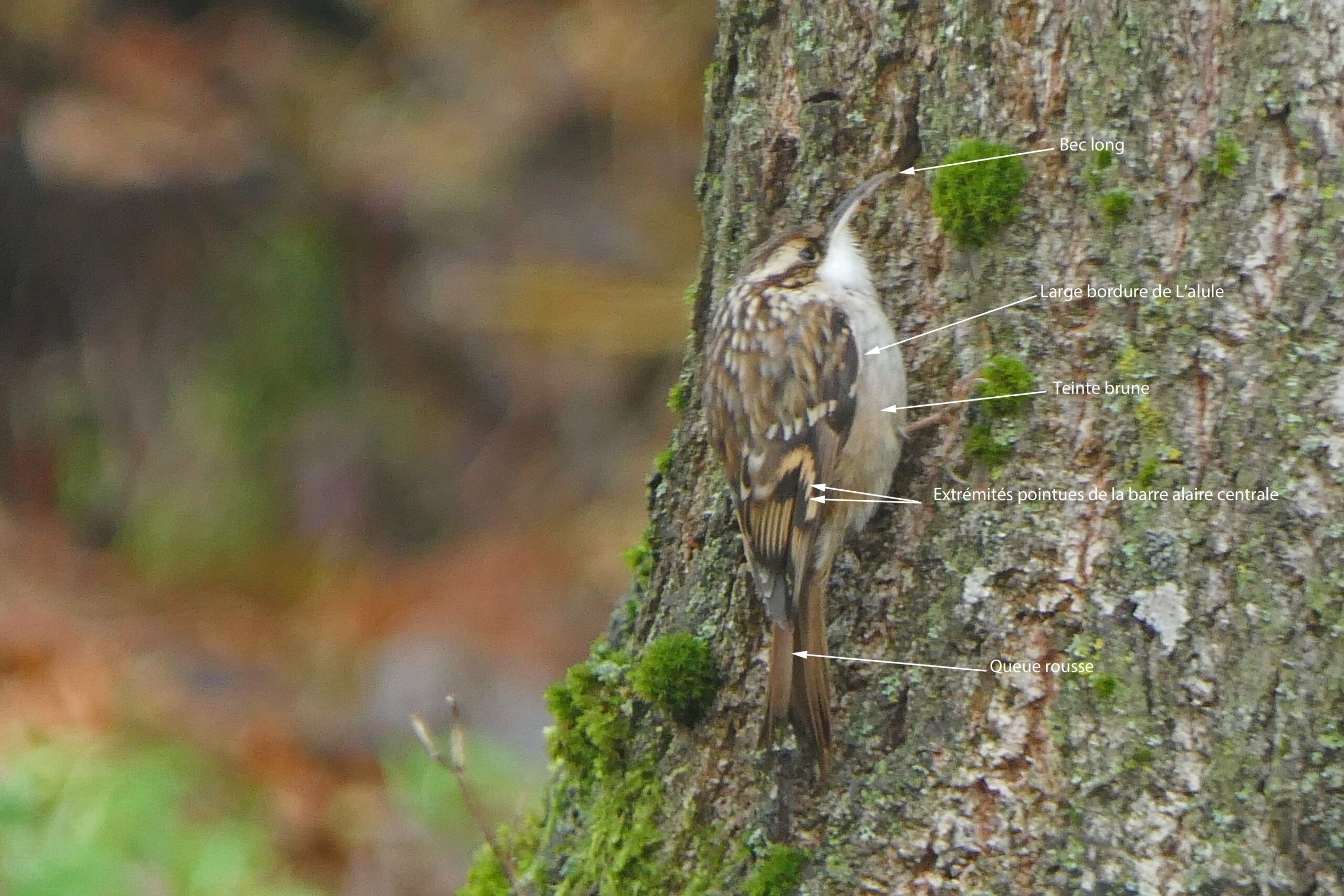 Grimpereau Des Jardins Certhia Brachydactyla Short Toed Treecreeper