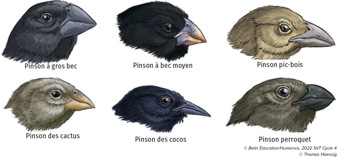 Les Pinsons De Darwin Le Jardin Des Oiseaux