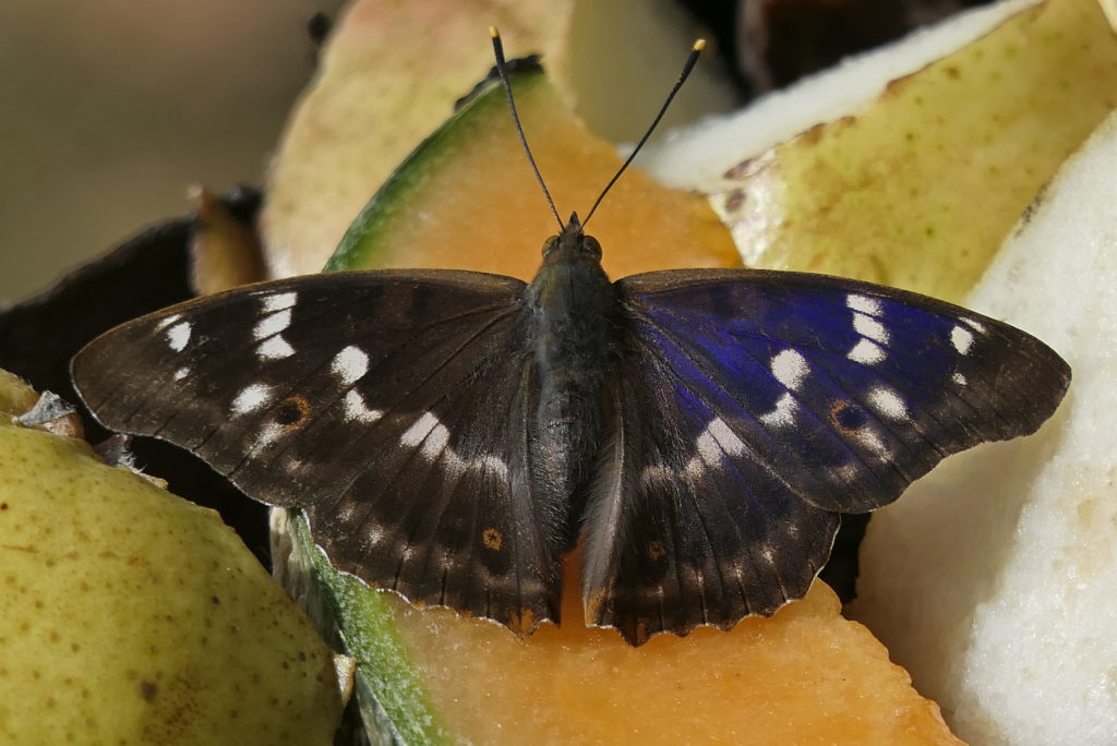 Petit mars changeant mêle qui butine une tranche de melon