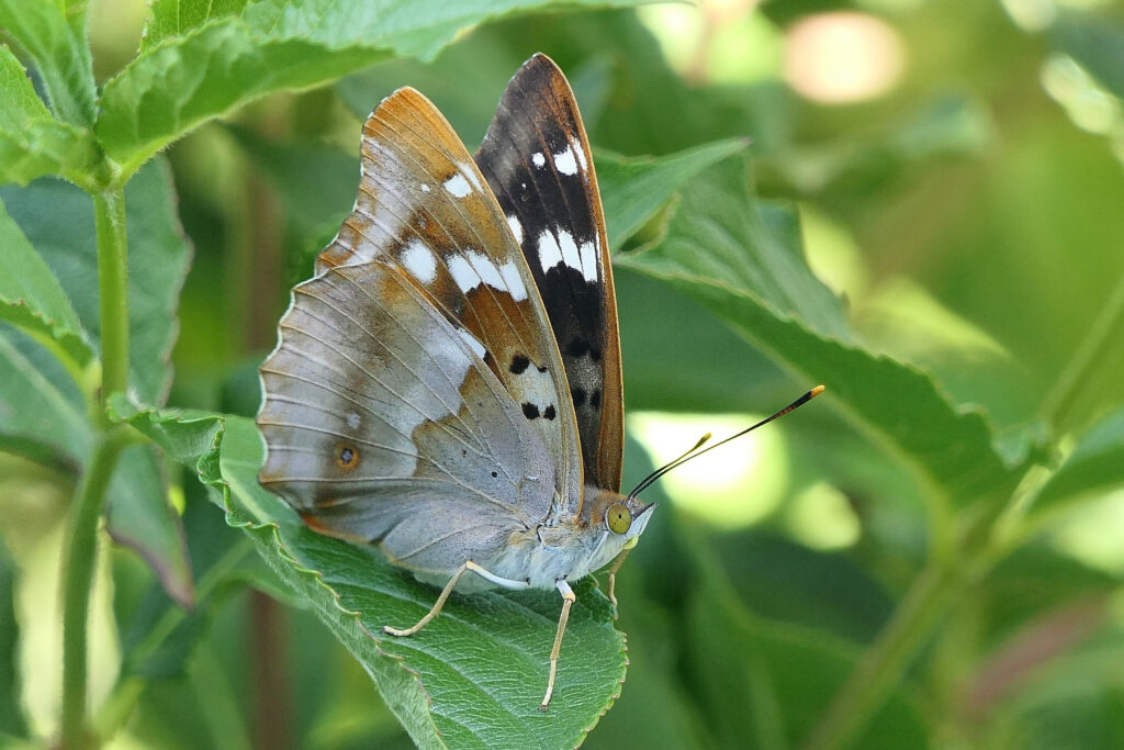 Petit mars changeant femelle