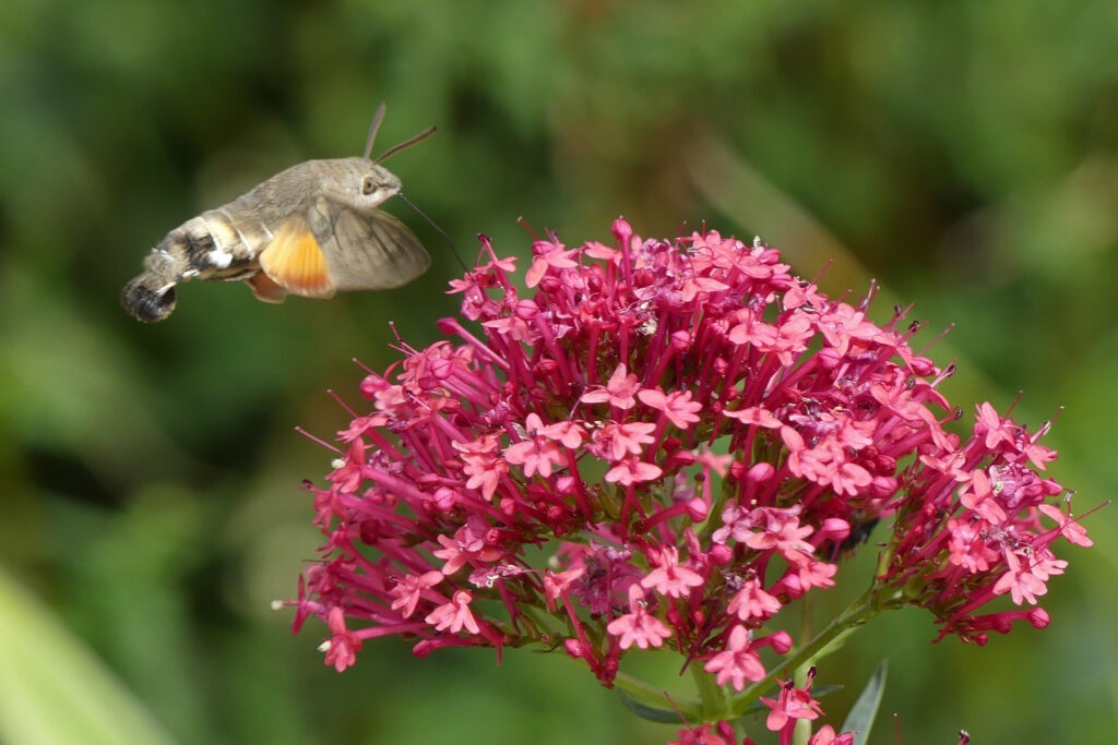 Moro sphinx qui butine une Centranthe rouge