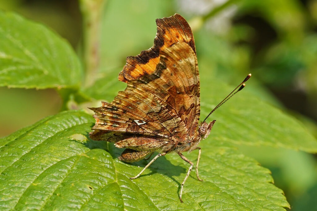 Le "c-album" du Robert le diable bien visible sur le revers des ailes.