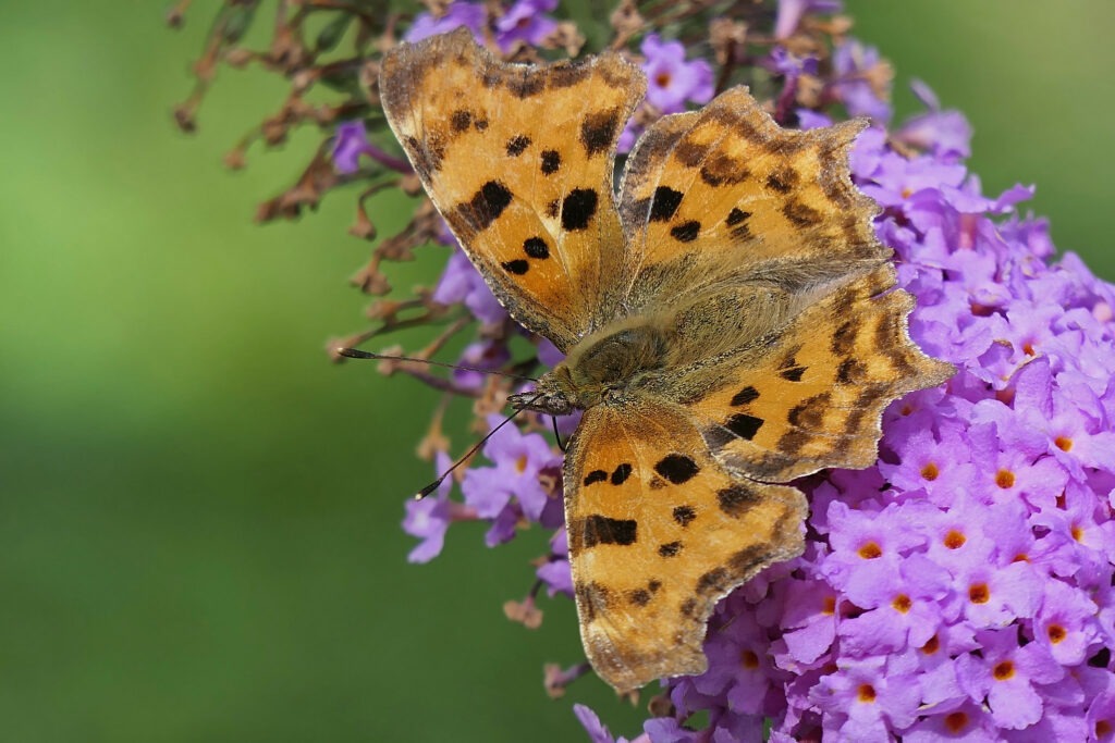 Robert le diable sur Fleur de Buddleia