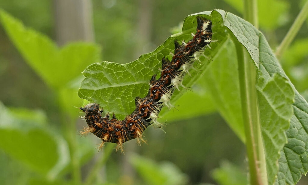 Chenille du Robert le diable 