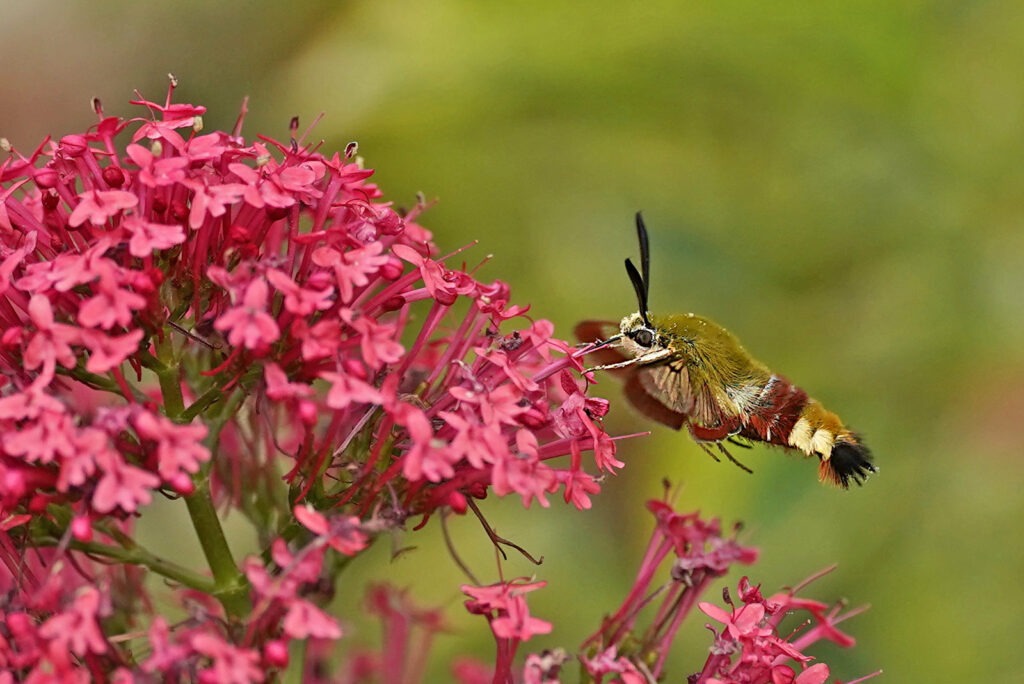 Sphinx gazé (Hemaris fuciformis).