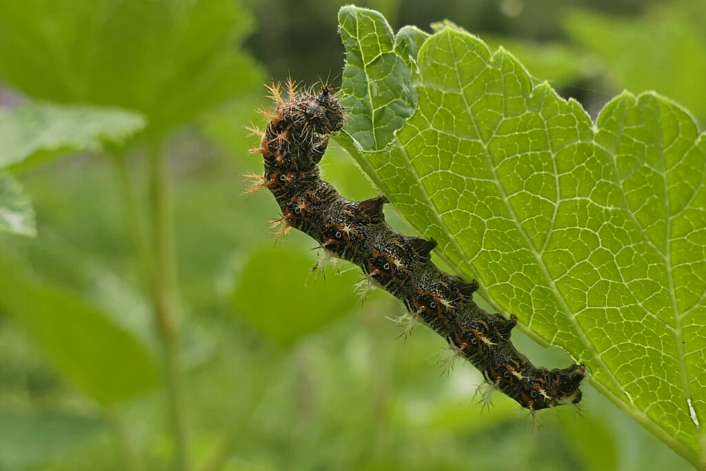 Chenille du Robert le diable 