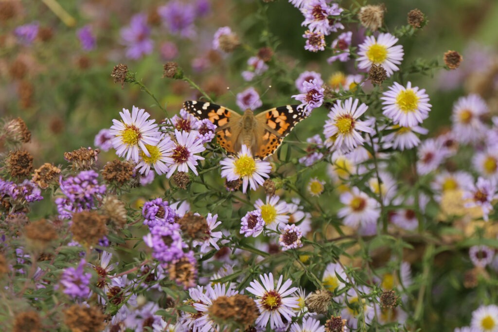 Belle dame au jardin des oiseaux 