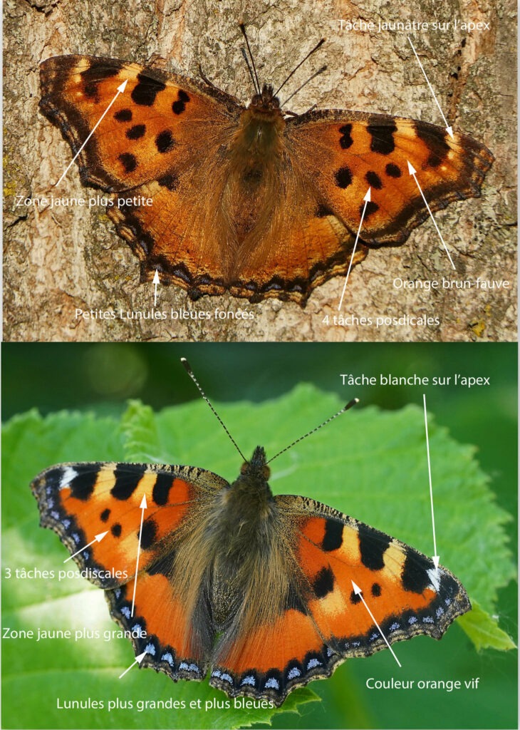 Grande tortue , en haut et Petite Tortue, en bas.