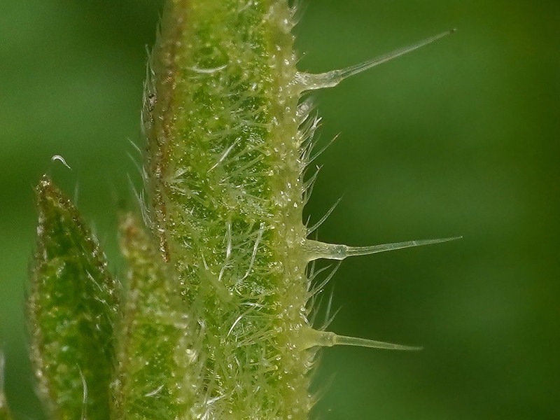Ortie dioique (Urtica dioca)