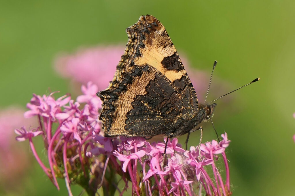 Le dessous des ailes de la petite tortue