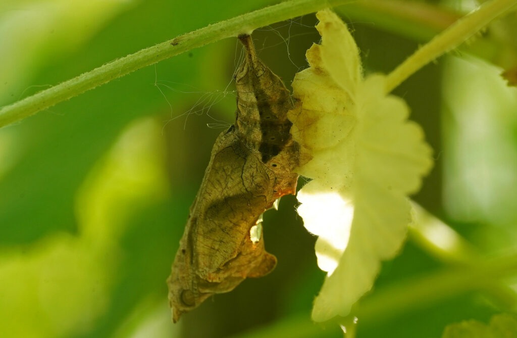 Chrysalide du robert le diable ua jardin des oiseaux