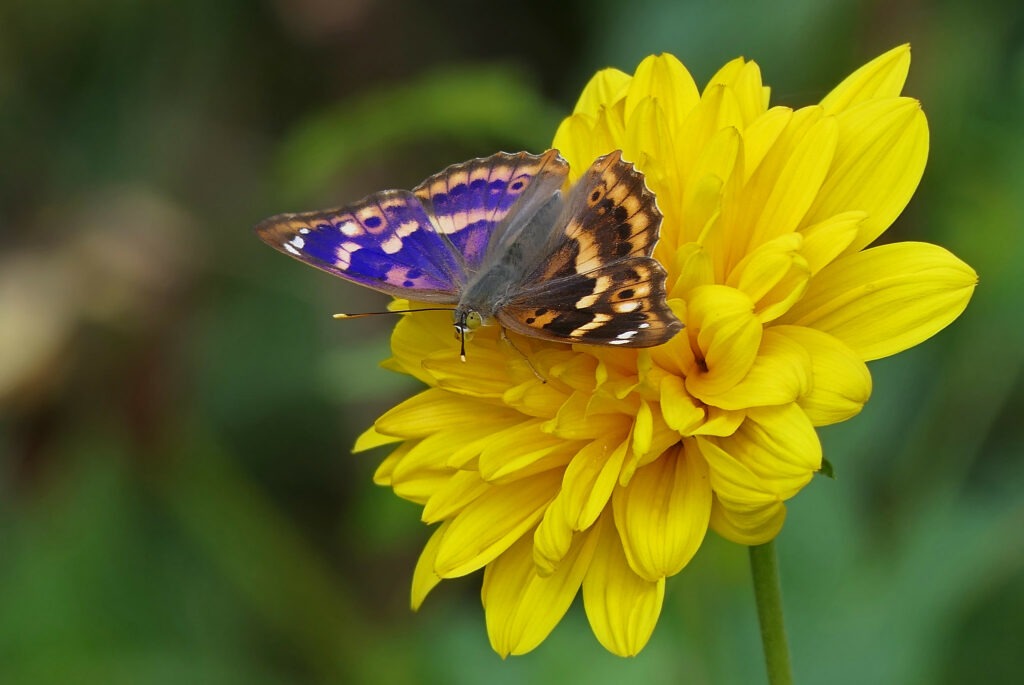 Petit mars changeant mâle sur une hélianthe décapetalus