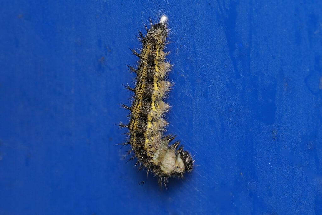 Chenille de la petite tortue qui tisse le coussinet