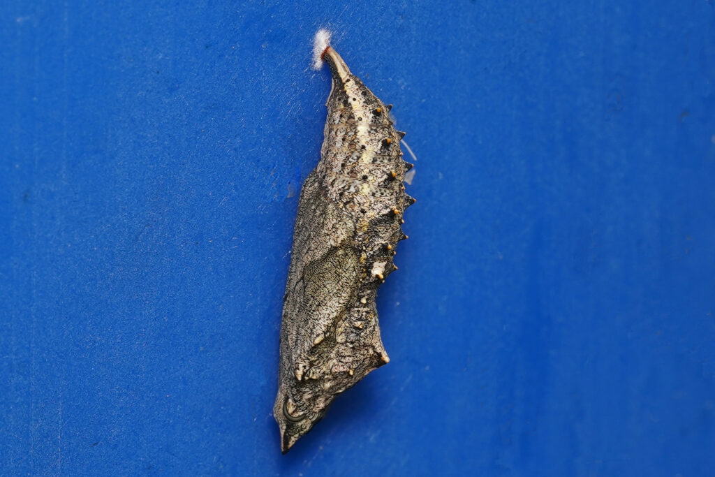 Chrysalide de la petite tortue