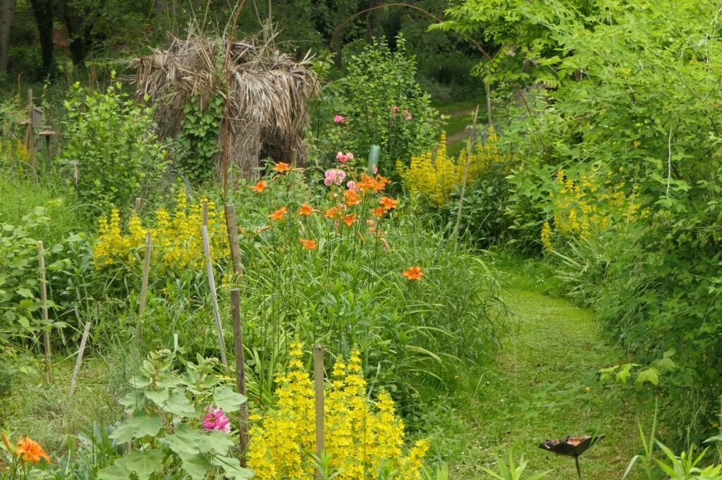 La coupelle aux papillons (en bas à droite) dans laquelle les petits mars changeant viennent butiner                                                                                                    les fruits pourris. La peupleraie où les femelles pondent se trouve juste derrière 