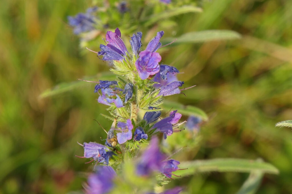 Vipérine commune (Echium vulgare).