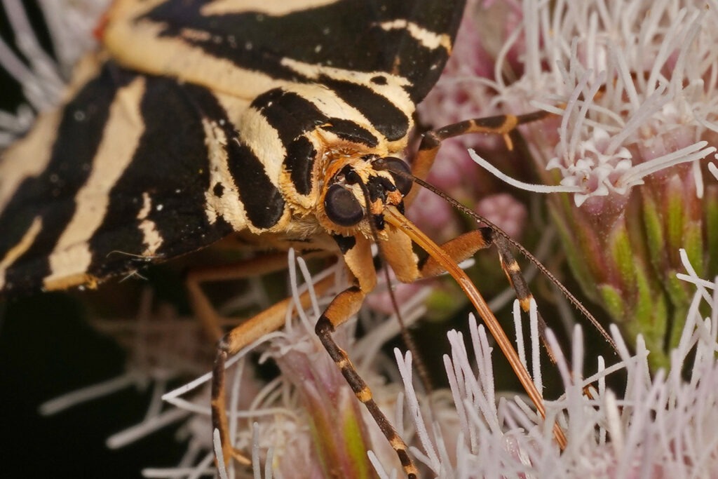 Écaille chinée qui butine le nectar d'une eupatoire à feuilles de chanvre