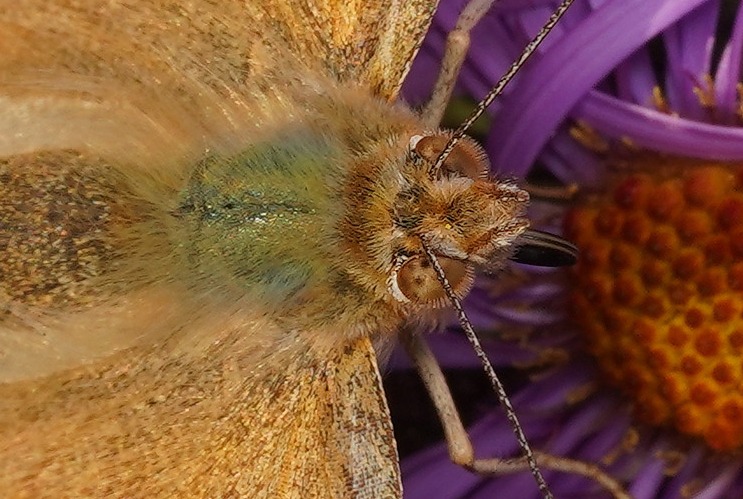 Les yeux poilus de la belle dame