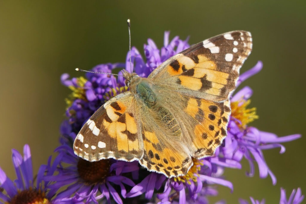 Le dessus des ailes de la belle dame