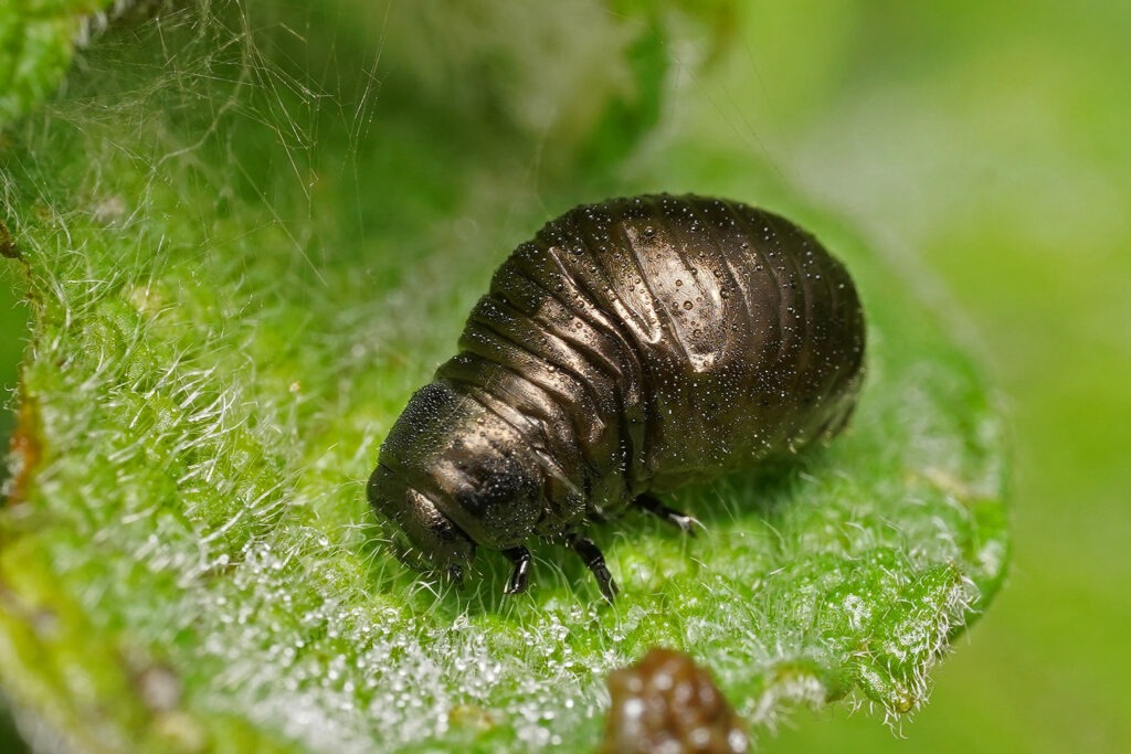 L'ortie est la plante hôte d'une quarantaine de papillons mais elle est aussi un refuge pour de très nombreux insectes . ici la larve d'un Crache sang.