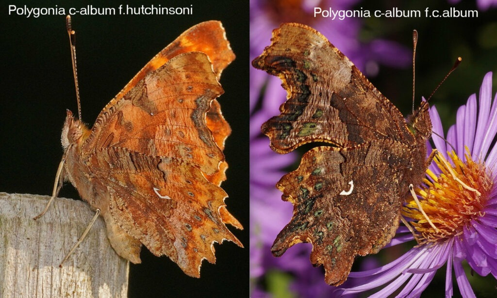 Dessous des ailes des deux générations (f. hutchinsoni pris en juin et f.C-album en Octobre )