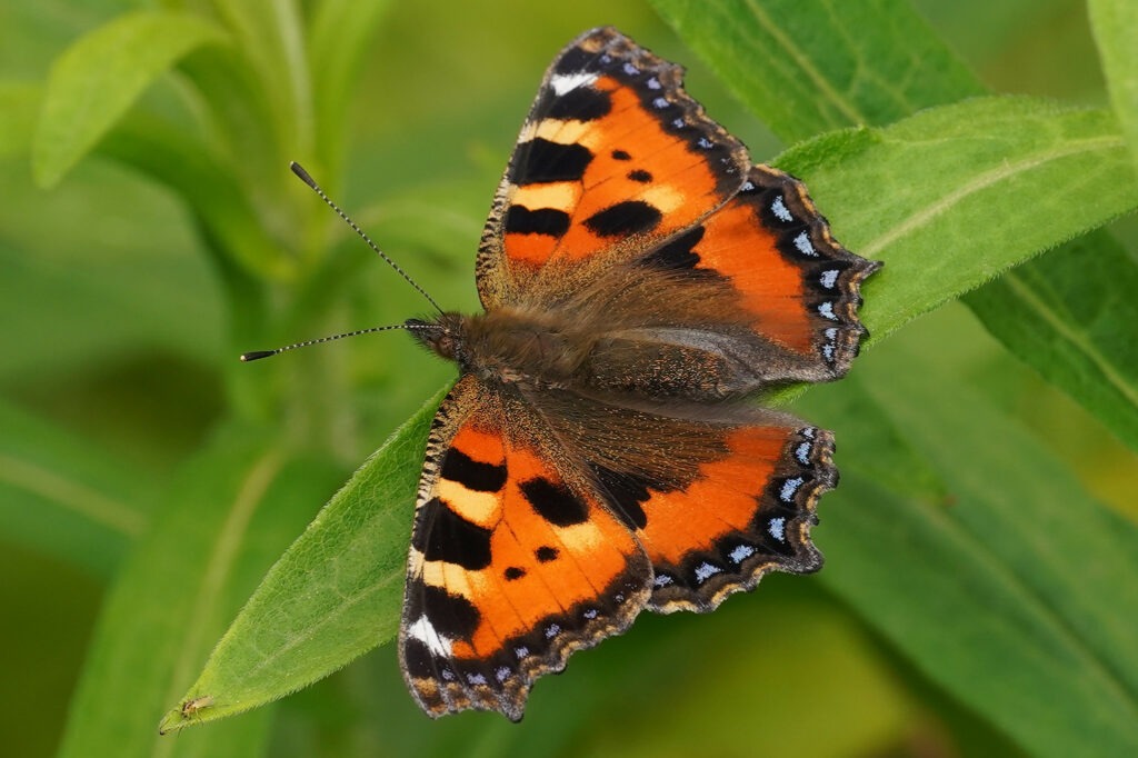 Le dessus des ailes de la petite tortue