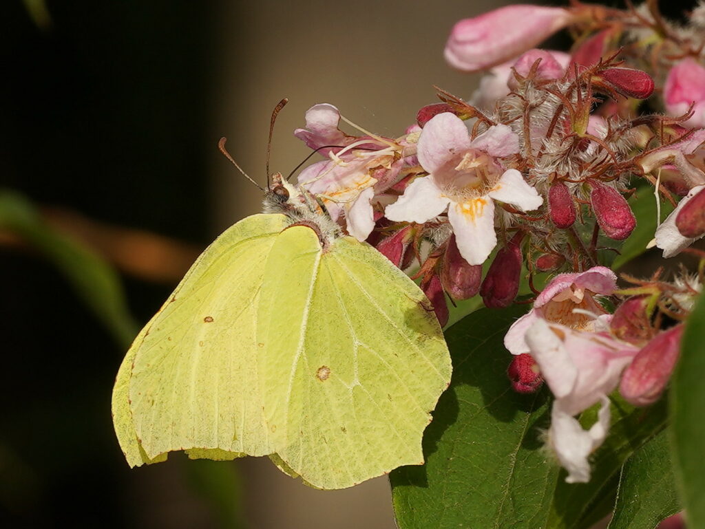 Citron qui butine une fleur de Kolkwitzia,