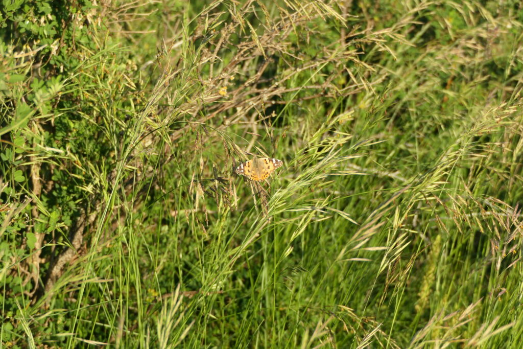 Belle Dame sur le mont de la Fa