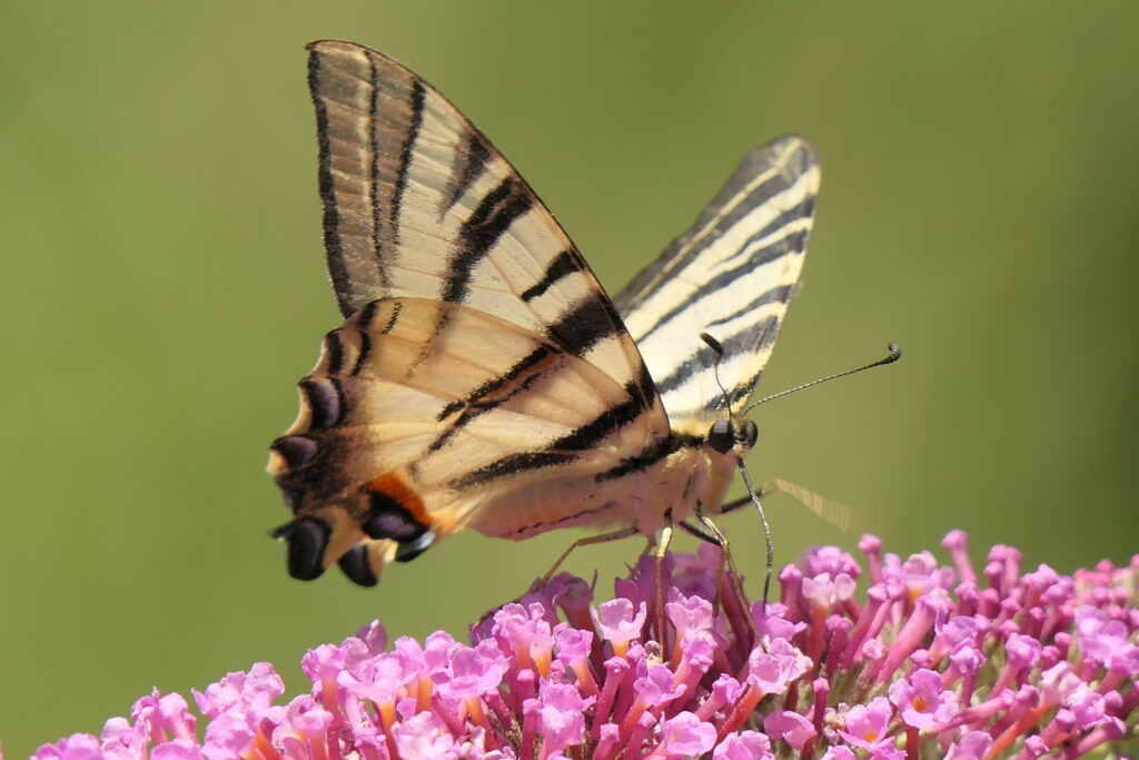 Flambé sur buddleia rose