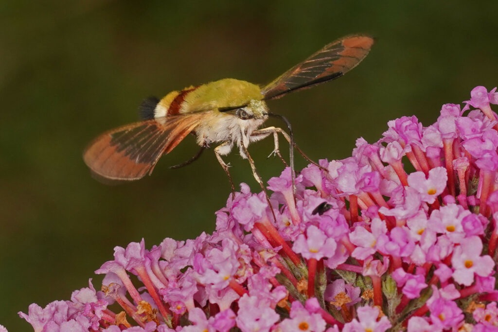 Sphinx gazé sur Buddleia.