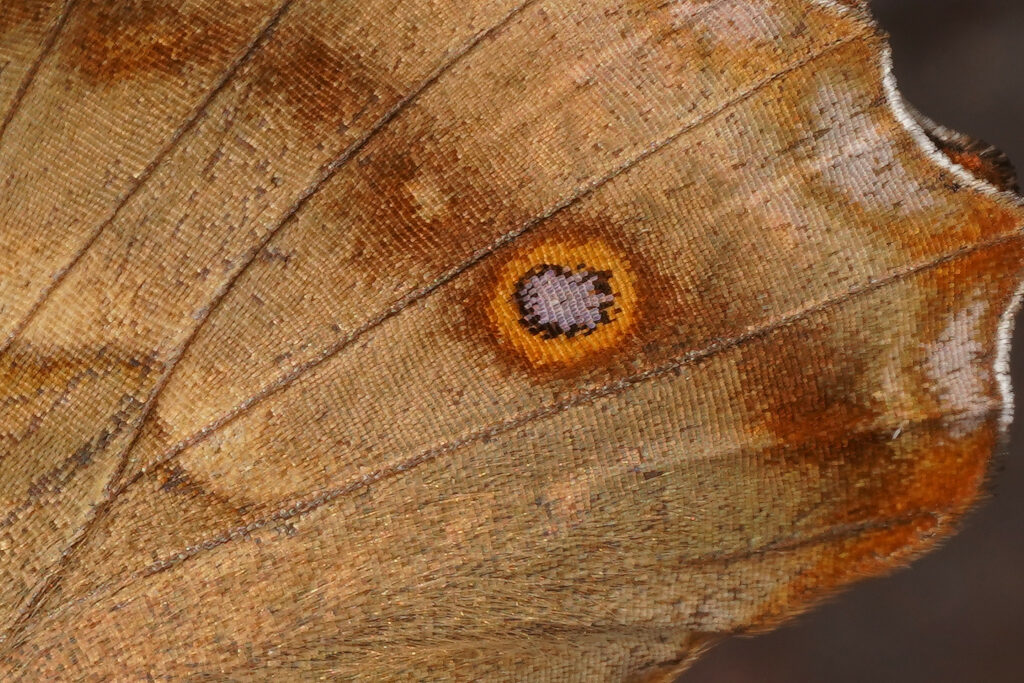 Détail de l'aile du Petit Mars changeant ou l'on bien les rangées d'écailles savamment disposées
