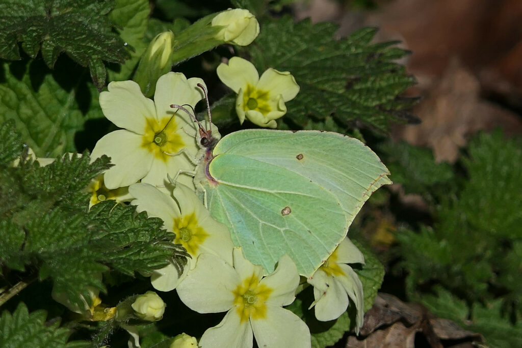 Citron en train de butiner le nectar d'une primevère en février 2026