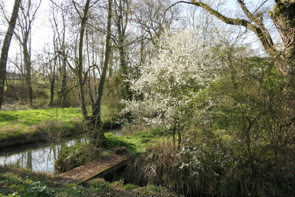 Prunellier en fleurs au jardin des oiseaux