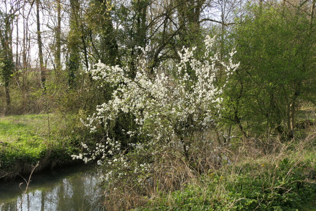 Prunellier en fleurs au jardin des oiseaux