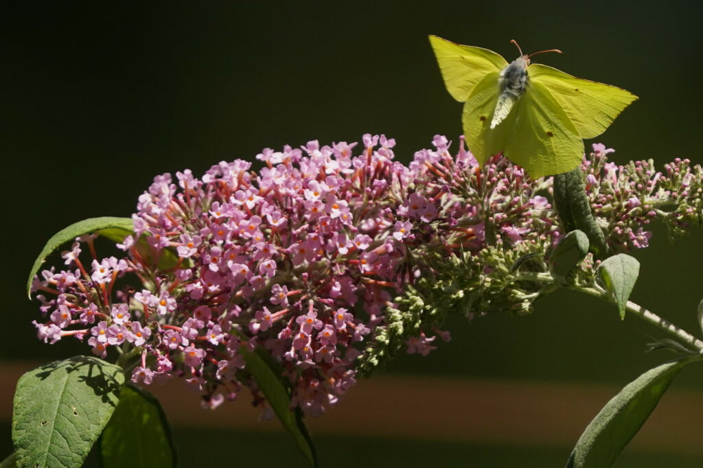 Citron sur buddleia