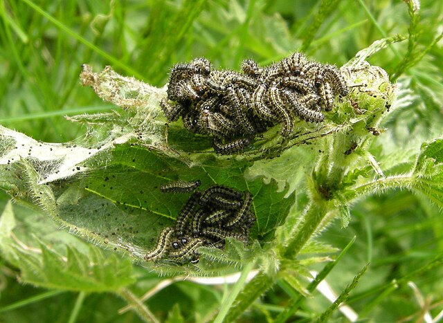 Chenilles de la Petite tortue