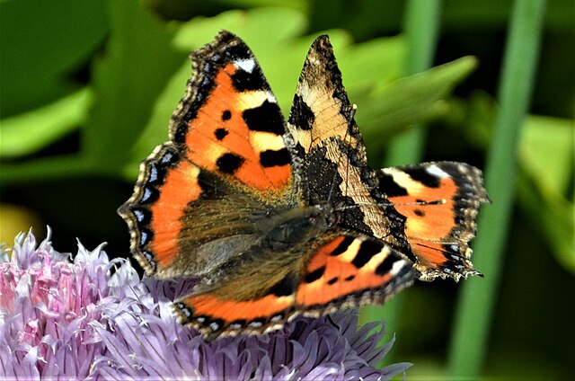 Parade nuptiale  juste avant l'accouplement