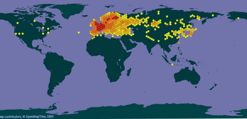 Carte GBIF de la présence du robert le diable dans le monde