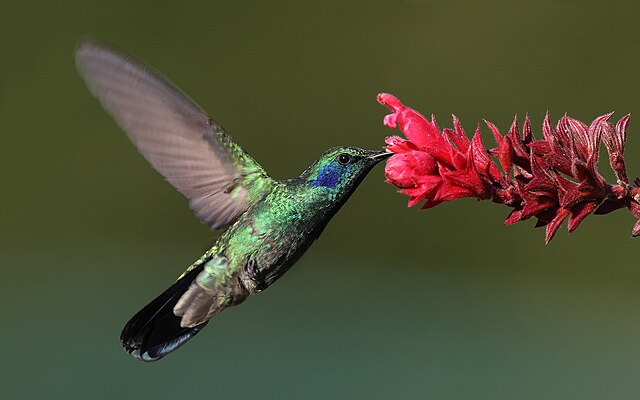 Colibri thalassinus 
