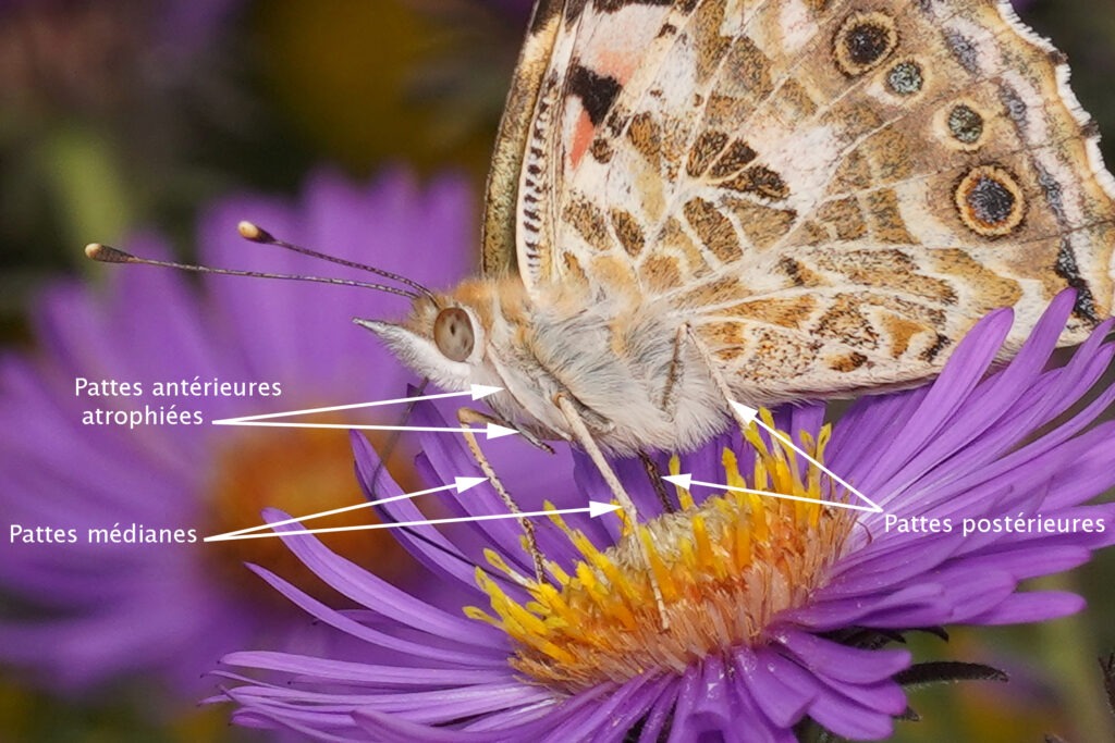 Pattes antérieures atrophiées de la belle dame