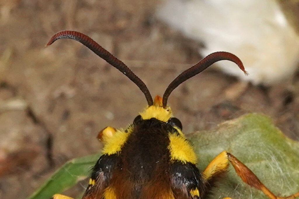 Antennes filiformes de la femelle