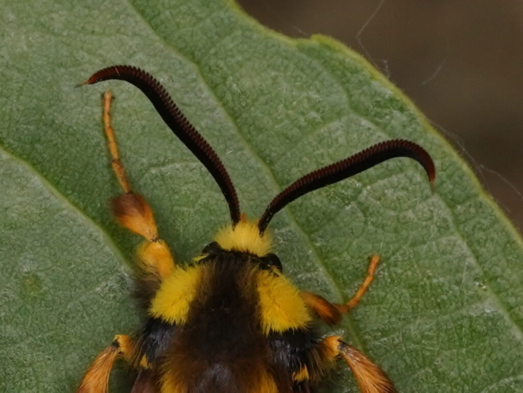 Antennes bipectinées du mâle