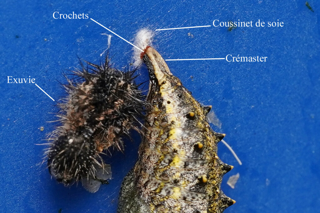 Chrysalide et à côté, exuvie de la chenille 