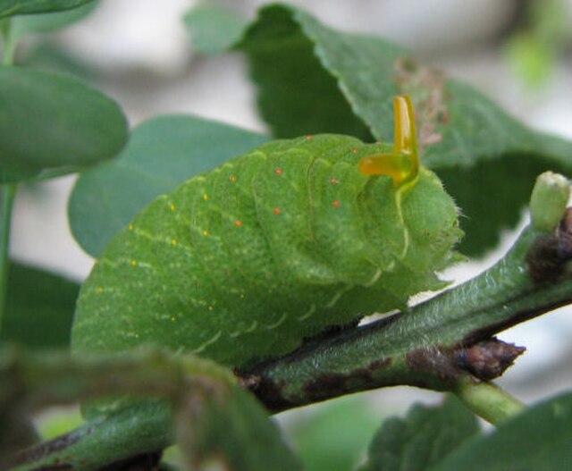 Chenille stade 3 avec l'osmeterium déployé