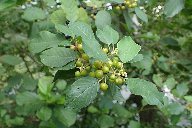 bourdaine (Frangula alnus). 