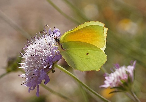 Citron de Provence (Gonepteryx cleopatra)