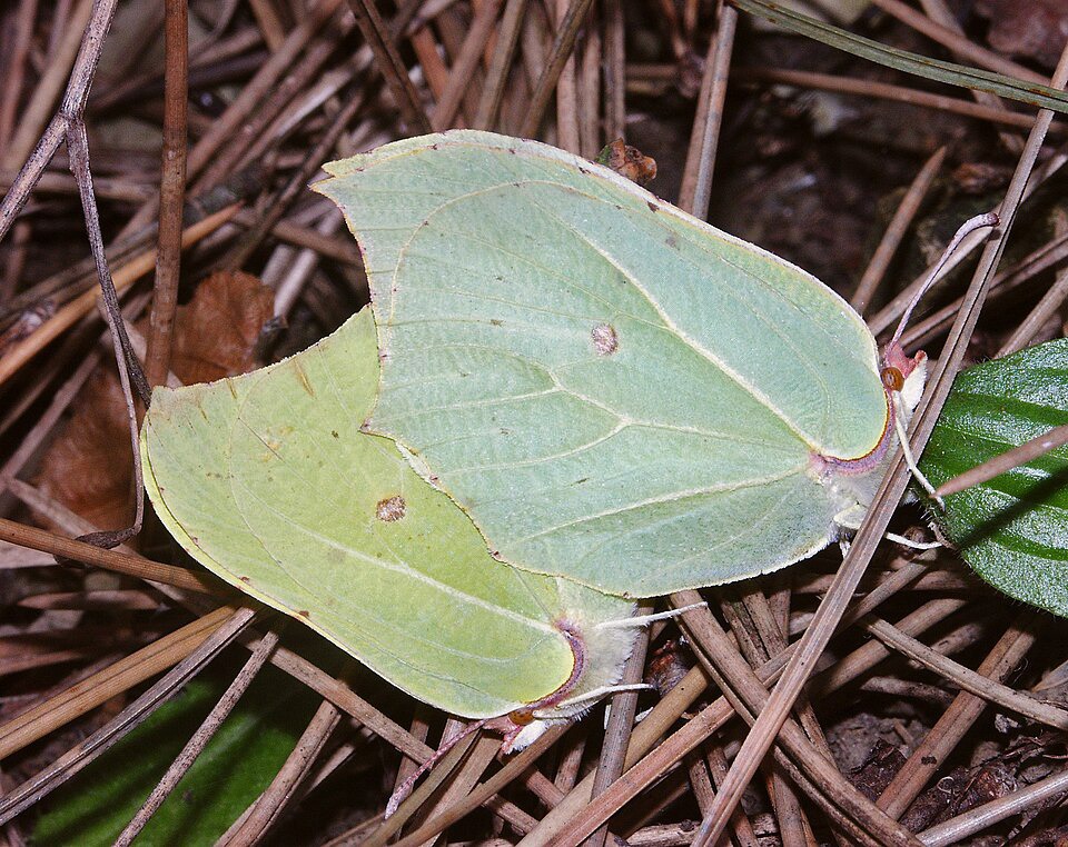 Accouplement de Citron
