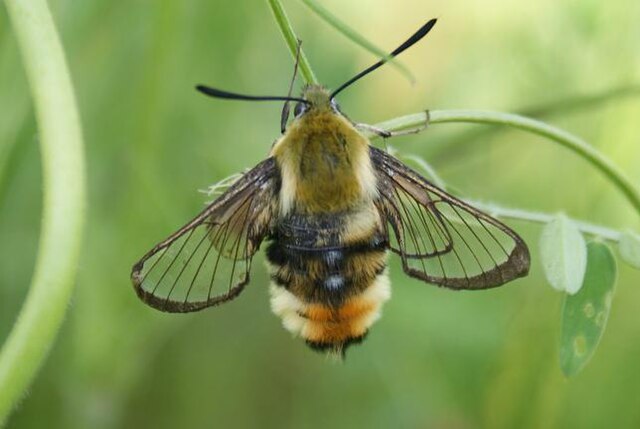 Sphinx bourdon (Hemaris tityus)