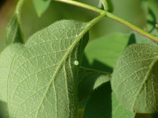 Oeuf de Sphinx gazé (Hemaris fuciformis) sur Chevrefeuille des haies(Lonicera xylosteum).