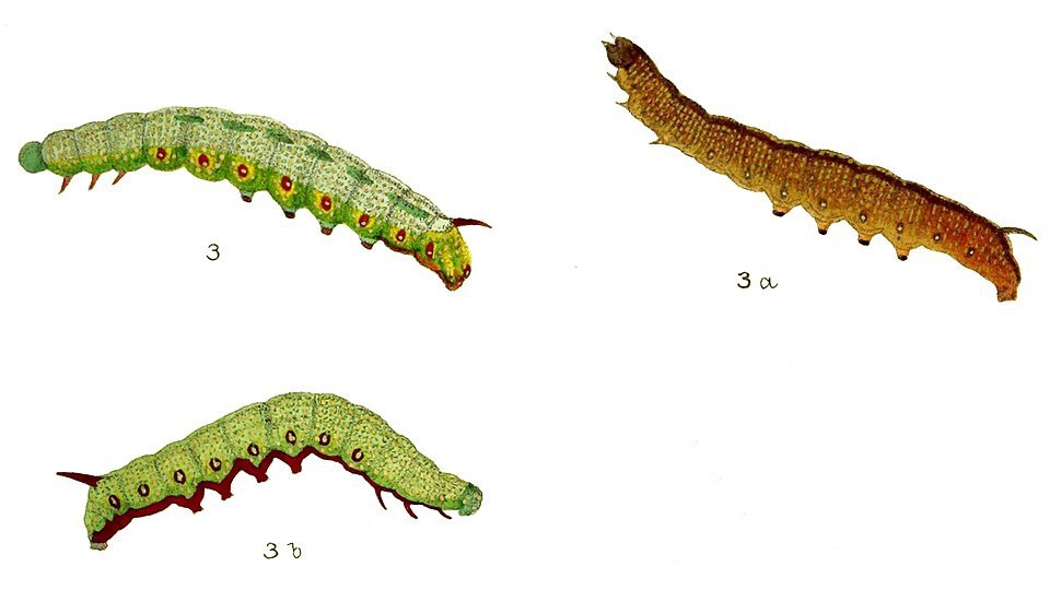 Différents stade de la chenille 